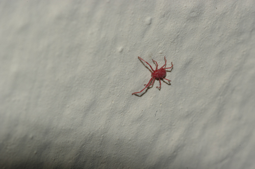 Erythraeidae: Balaustium?